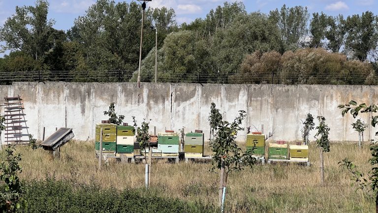 Bienen an Grenzmauer in Hötensleben